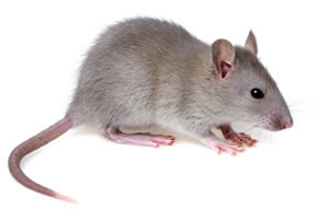 Resultado de imagen para raton