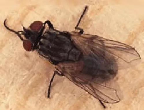 Mosca Doméstica Mosca Doméstica